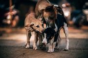 Manifestazione di interesse per l'affidamento del servizio di ricovero, mantenimento ed assistenza cani randagi - Biennio 2019/2020